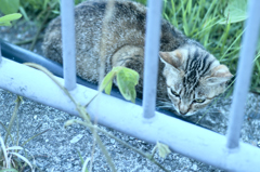 吾輩は猫である、ニャー # 219