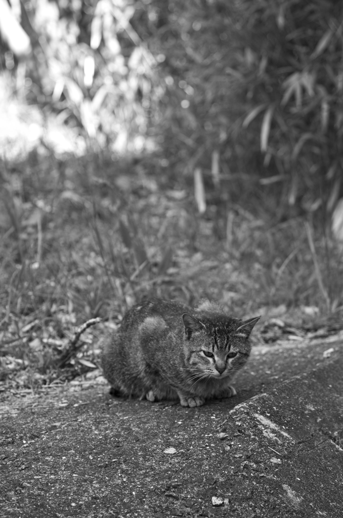 吾輩は猫である、ニャー # 92