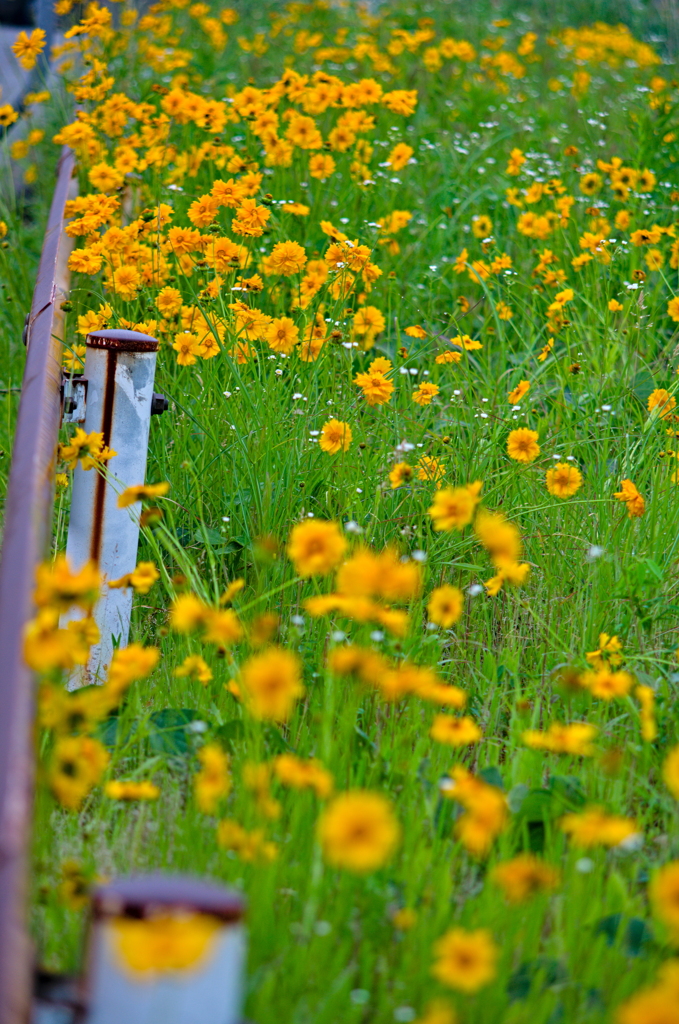 オオキンケイギク