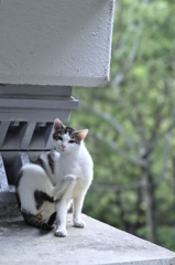 吾輩は猫である、ニャー # 210