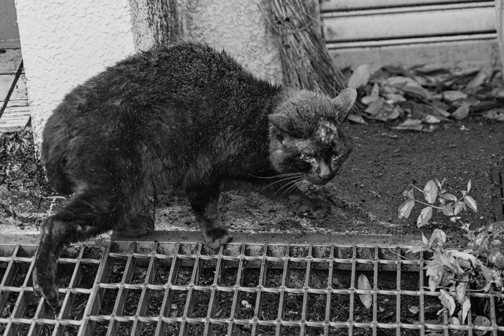 吾輩は猫である、ニャー # 972