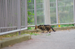 吾輩は猫である、ニャー # 431