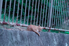 吾輩は猫である、ニャー # 518