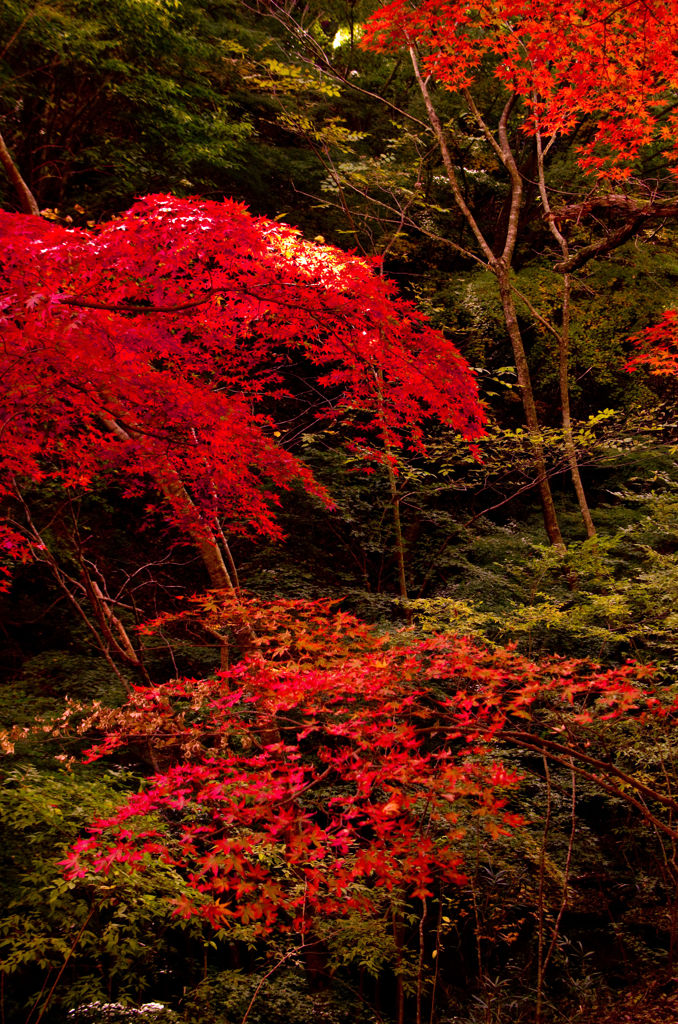 紅葉’１２　⑤