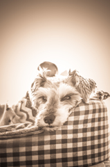 my pretty dog # 102
