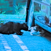 吾輩は猫である、ニャー # 595