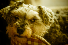 my pretty dog # 142