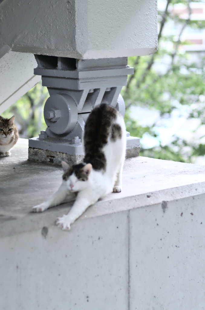 吾輩は猫である、ニャー # 211