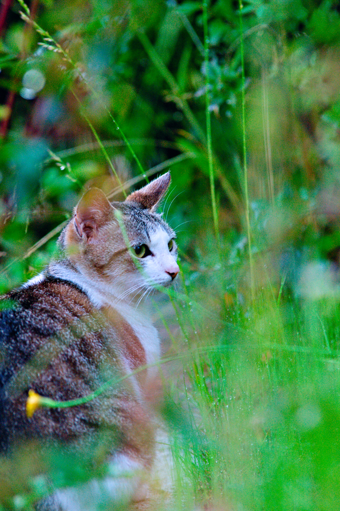 吾輩は猫である、ニャー # 330