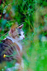 吾輩は猫である、ニャー # 330