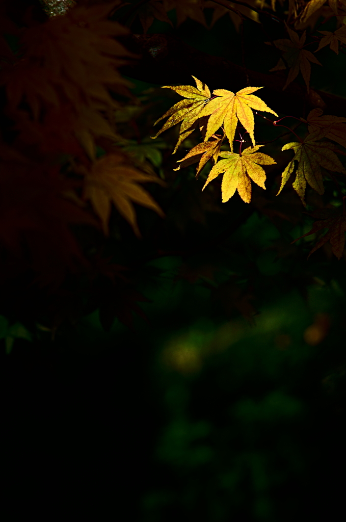 光葉