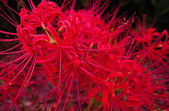 彼岸花