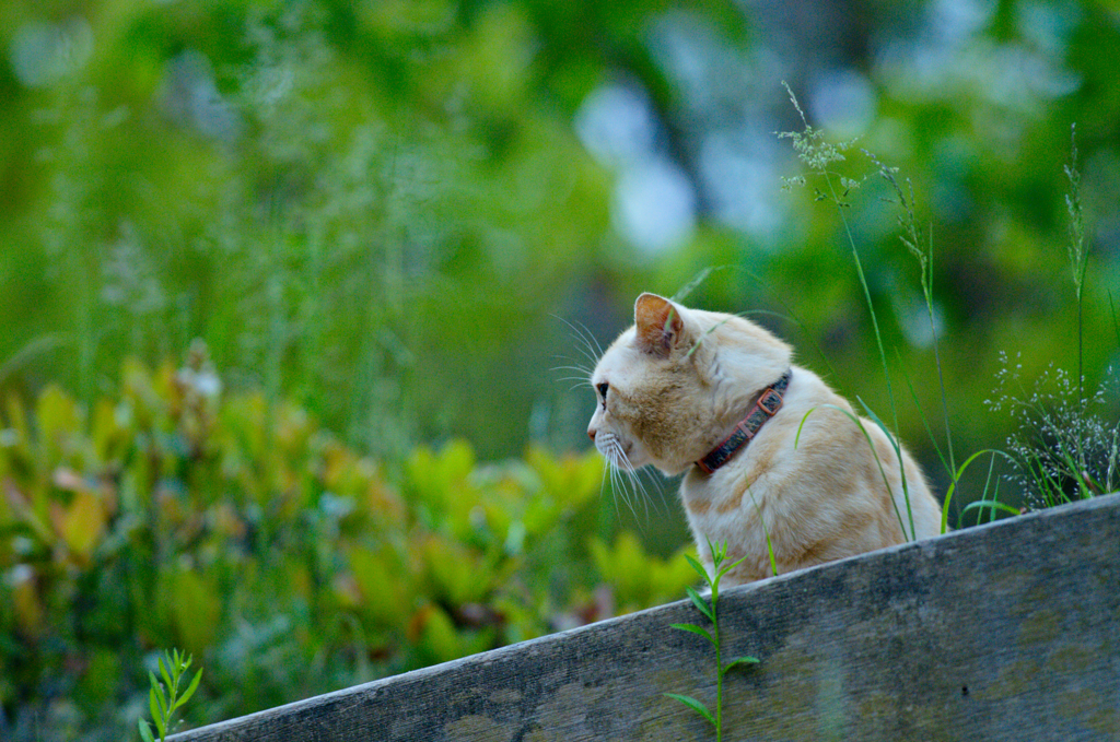 吾輩は猫である、ニャー # 153