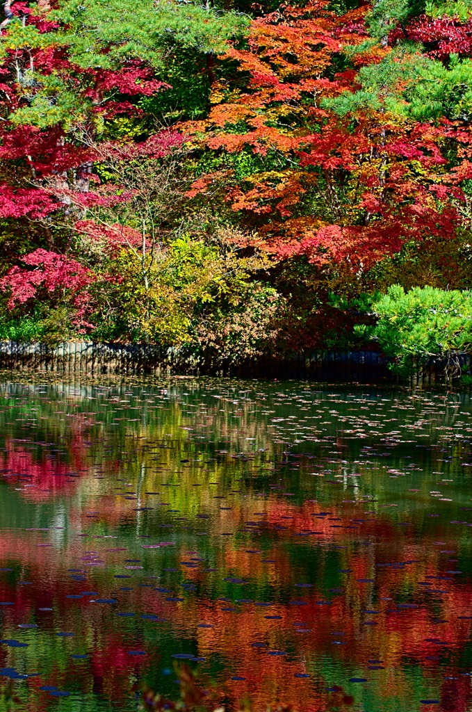 紅葉三昧 '2019