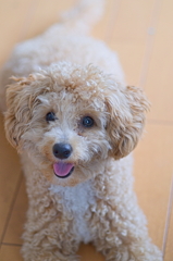 my pretty dog Ⅱ # 120