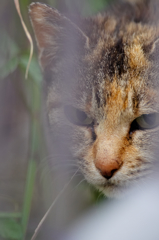 吾輩は猫である、ニャー # 303