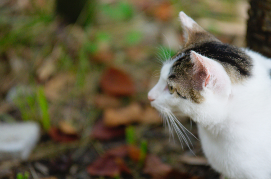 吾輩は猫である、ニャー # 444