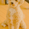 my pretty dog Ⅱ # 350