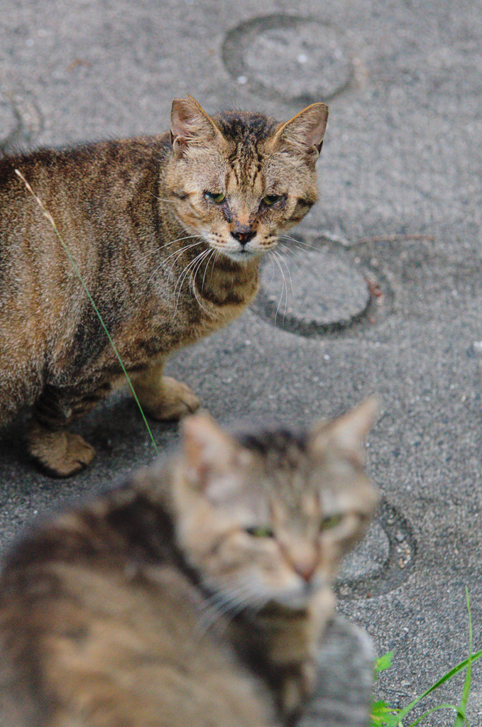 吾輩は猫である、ニャー # 393