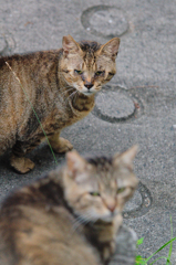 吾輩は猫である、ニャー # 393