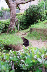吾輩は猫である、ニャー # 3