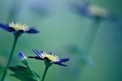  blueな花々