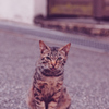 吾輩は猫である、ニャー # 1091