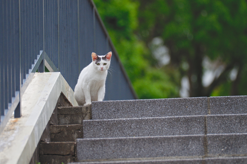 吾輩は猫である、ニャー # 756