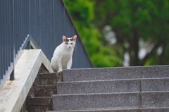 吾輩は猫である、ニャー # 756