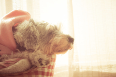my pretty dog # 152