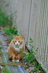 吾輩は猫である、ニャー # 707
