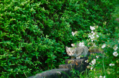 吾輩は猫である、ニャー # 505