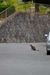 吾輩は猫である、ニャー # 146