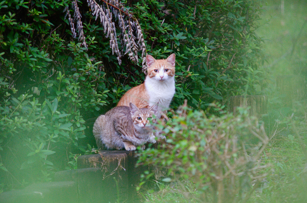 吾輩は猫である、ニャー # 628