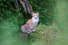 吾輩は猫である、ニャー # 628