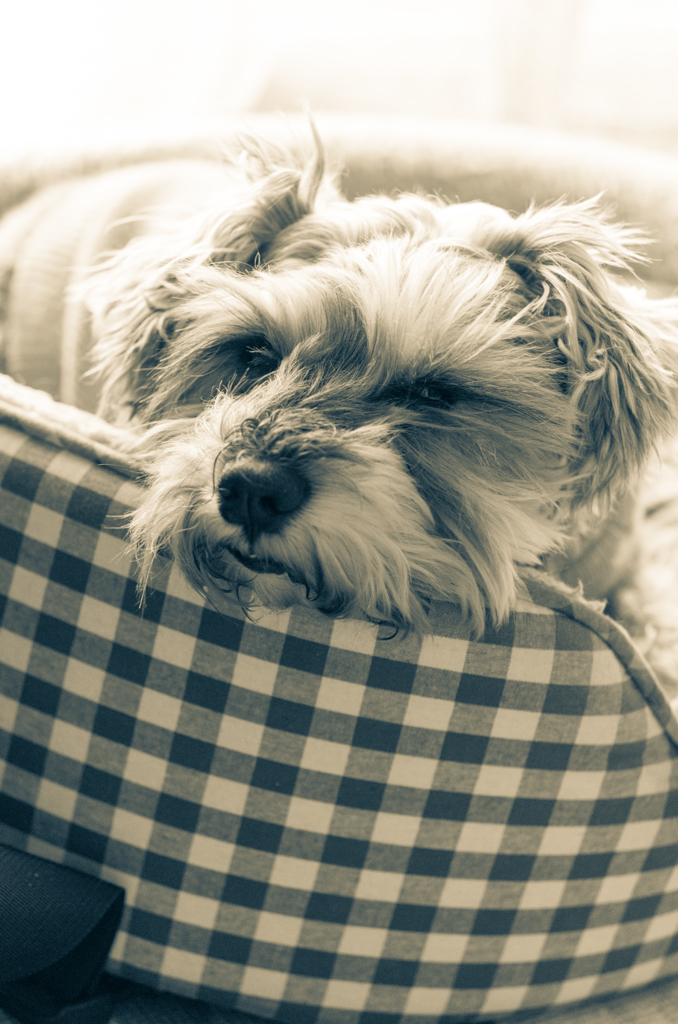 my pretty dog # 124