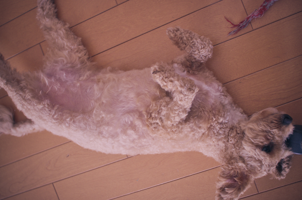 my pretty dog Ⅱ # 406