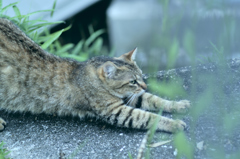 吾輩は猫である、ニャー # 240