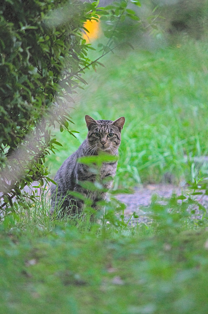 吾輩は猫である、ニャー # 885