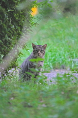吾輩は猫である、ニャー # 885