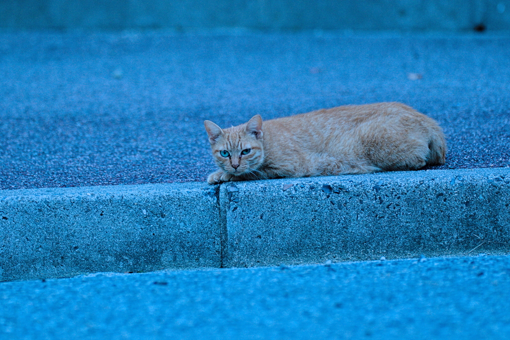 吾輩は猫である、ニャー # 597