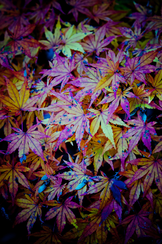 星屑な紅葉