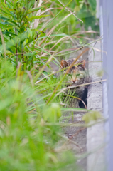 吾輩は猫である、ニャー # 299