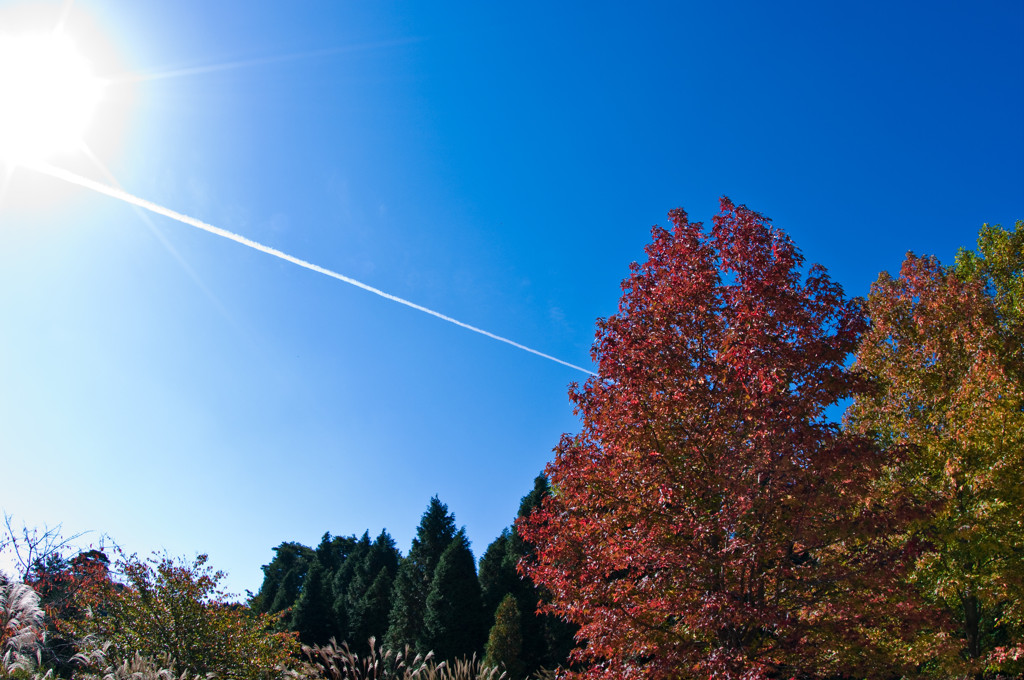 飛行機雲と紅葉