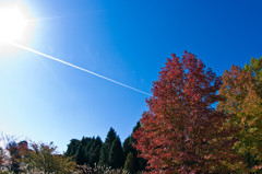 飛行機雲と紅葉