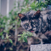 吾輩は猫である、ニャー # 1078