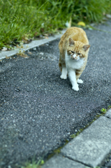 吾輩は猫である、ニャー # 262