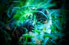 吾輩は猫である、ニャー # 30