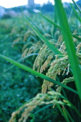 稲