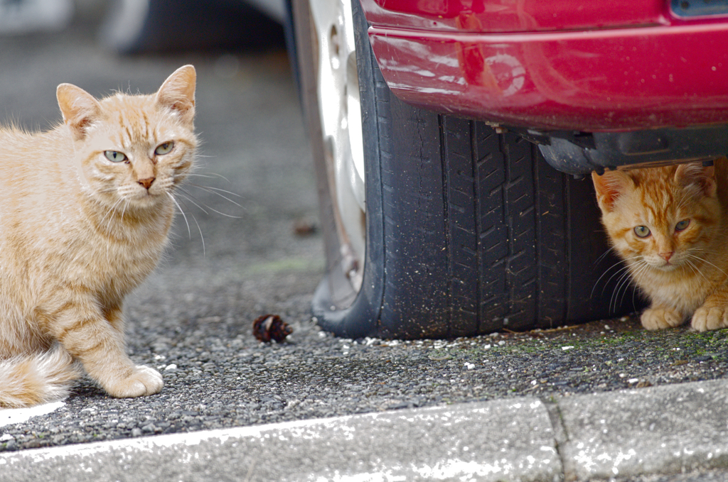 吾輩は猫である、ニャー # 365